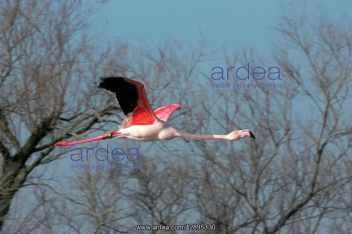 : Greater Flamingo - in flight : Greater Flamingo - in flight
