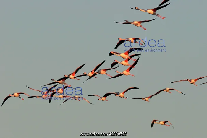 : Greater Flamingo - in flight : Greater Flamingo - in flight
