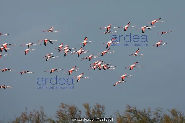 : Greater Flamingo - in flight : Greater Flamingo - in flight
