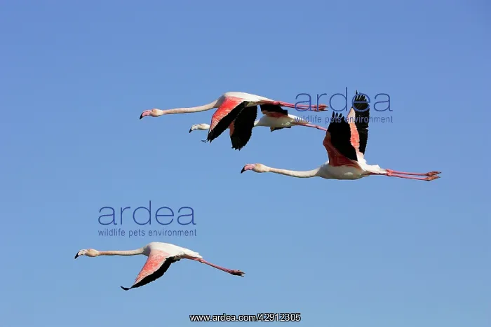 : Greater Flamingo - in flight : Greater Flamingo - in flight