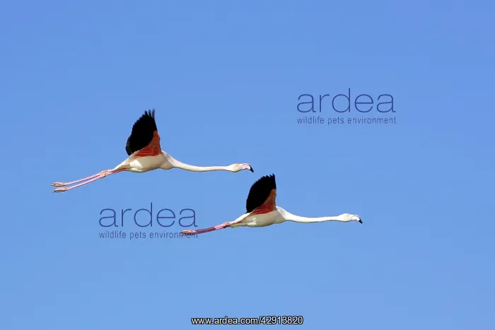 : Greater Flamingo - in flight : Greater Flamingo - in flight