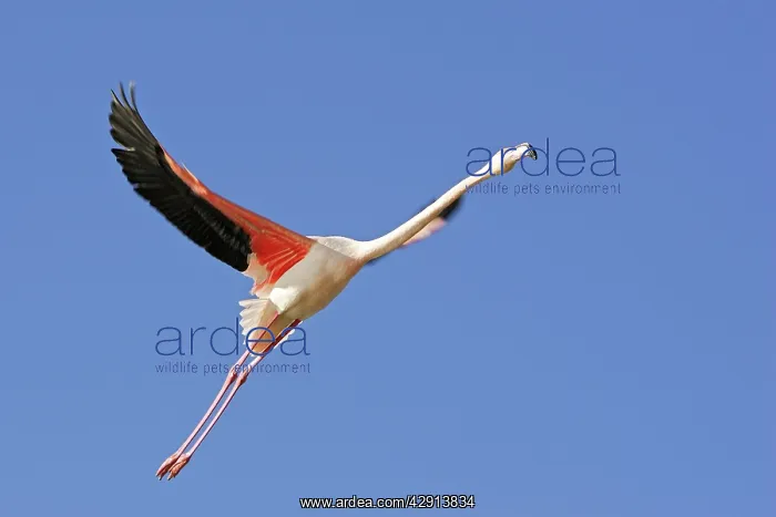: Greater Flamingo - in flight : Greater Flamingo - in flight