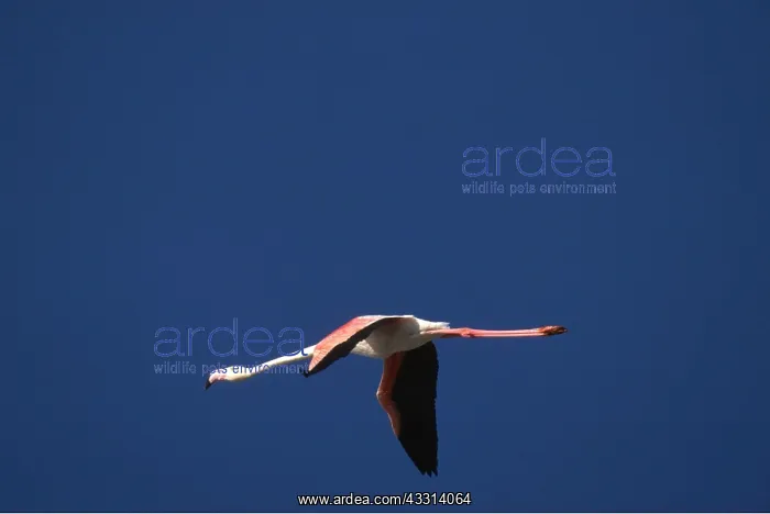 : GREATER FLAMINGO - in flight : GREATER FLAMINGO - in flight