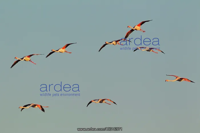 : Greater Flamingo - in flight : Greater Flamingo - in flight