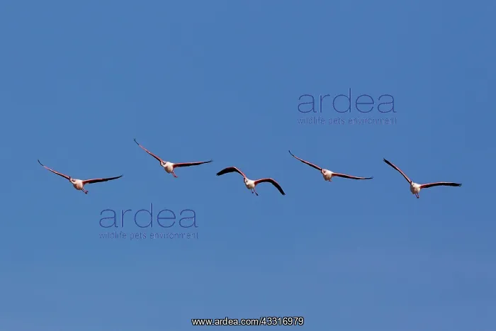 : Greater Flamingo - in flight : Greater Flamingo - in flight