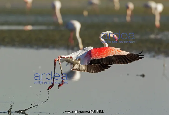 : Greater Flamingo - in flight : Greater Flamingo - in flight