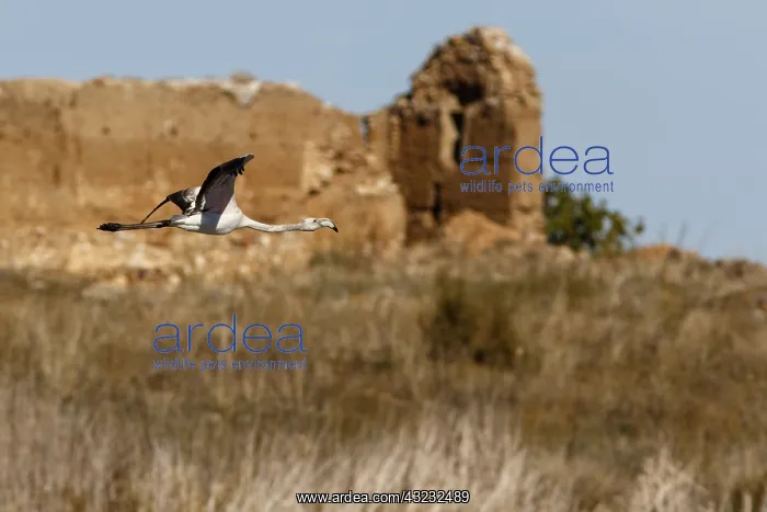 : Greater Flamingo - in flight - Ciudad Real, Castilla : Greater Flamingo - in flight - Ciudad Real, Castilla