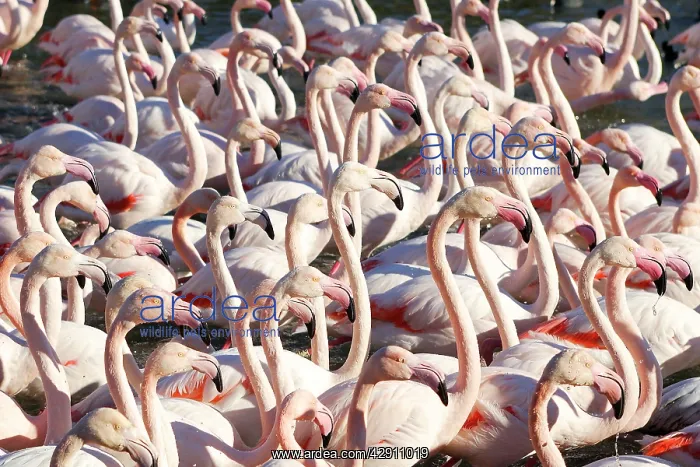  : Greater Flamingo - flock
