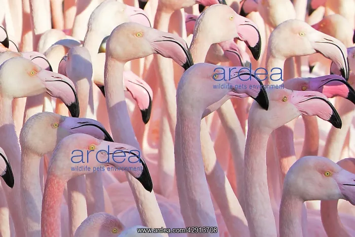 : Greater Flamingo - flock : Greater Flamingo - flock