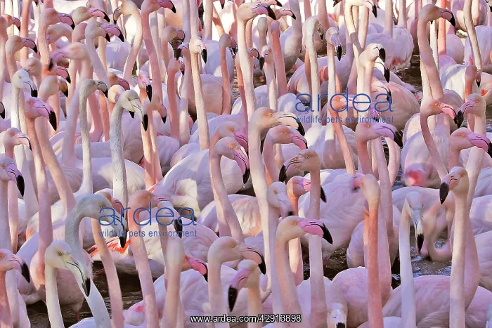 : Greater Flamingo - flock : Greater Flamingo - flock