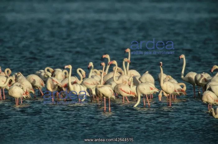 : Greater Flamingo - Flock feeding : Greater Flamingo - Flock feeding