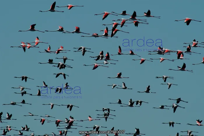 : Greater Flamingo - Flock in flight : Greater Flamingo - Flock in flight