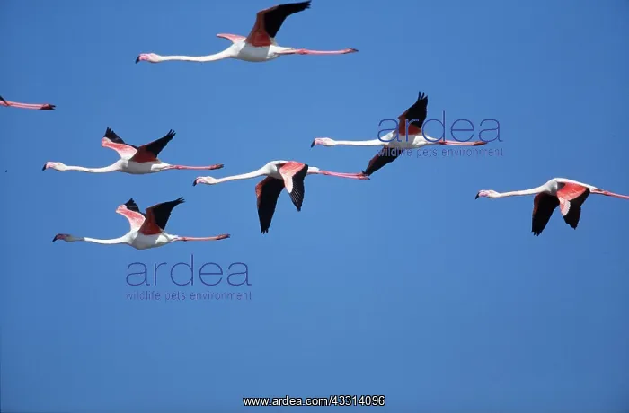  : GREATER FLAMINGO - flock in flight