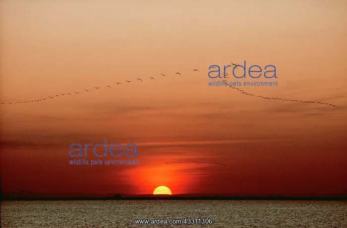 : GREATER FLAMINGO - Flock flying over water in V : GREATER FLAMINGO - Flock flying over water in V