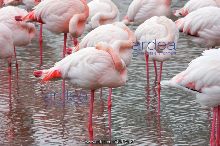 : Greater Flamingo - flock sleeping : Greater Flamingo - flock sleeping