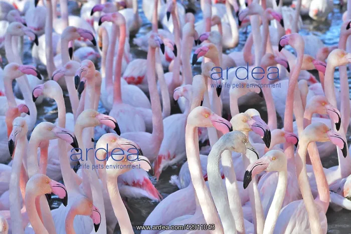: Greater Flamingo - flock in water : Greater Flamingo - flock in water