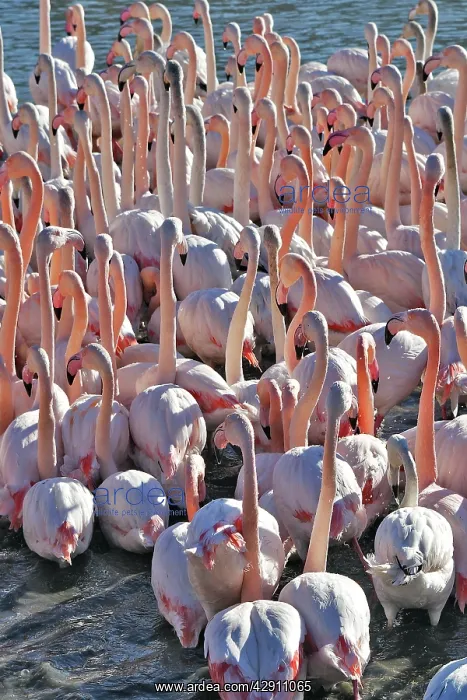 : Greater Flamingo - flock in water : Greater Flamingo - flock in water
