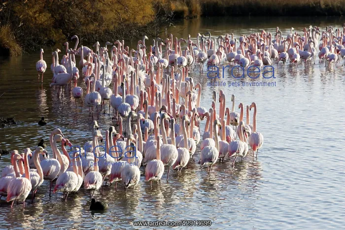: Greater Flamingo - flock in water : Greater Flamingo - flock in water