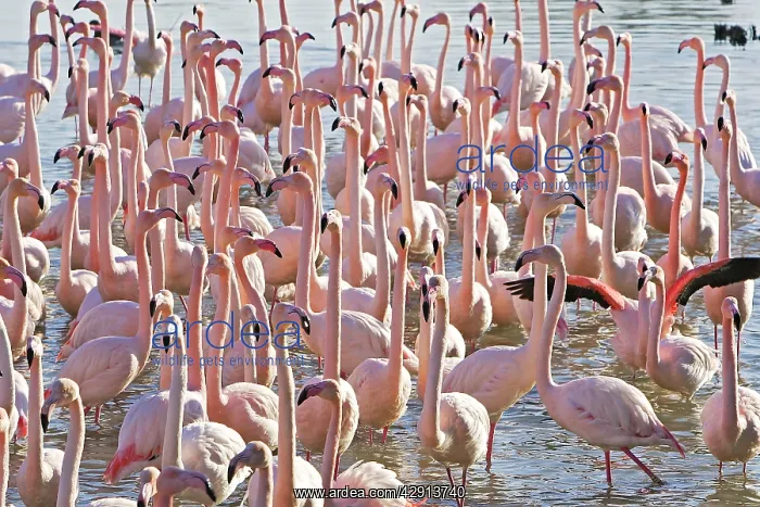 : Greater Flamingo - flock in water : Greater Flamingo - flock in water