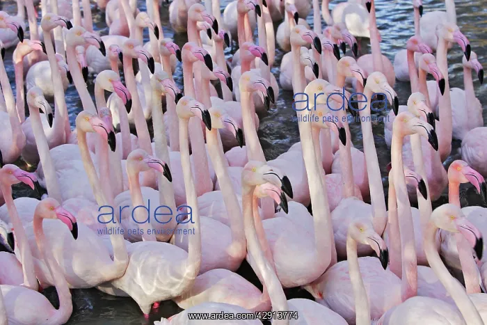 : Greater Flamingo - flock in water : Greater Flamingo - flock in water