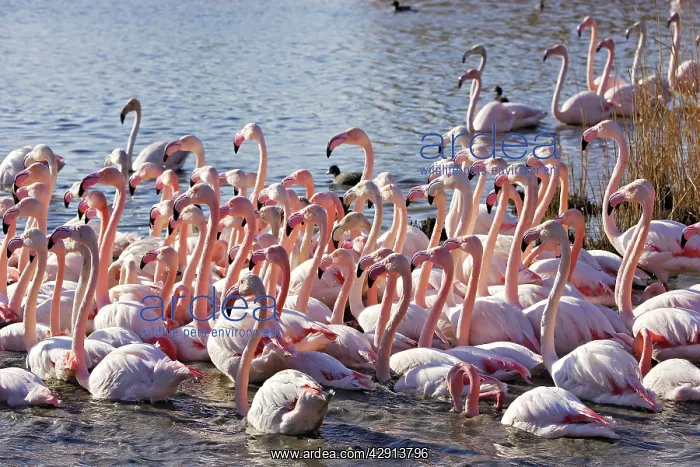 : Greater Flamingo - flock in water : Greater Flamingo - flock in water