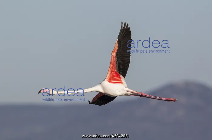 : Greater Flamingo - flying at the Laguna de Fuente : Greater Flamingo - flying at the Laguna de Fuente