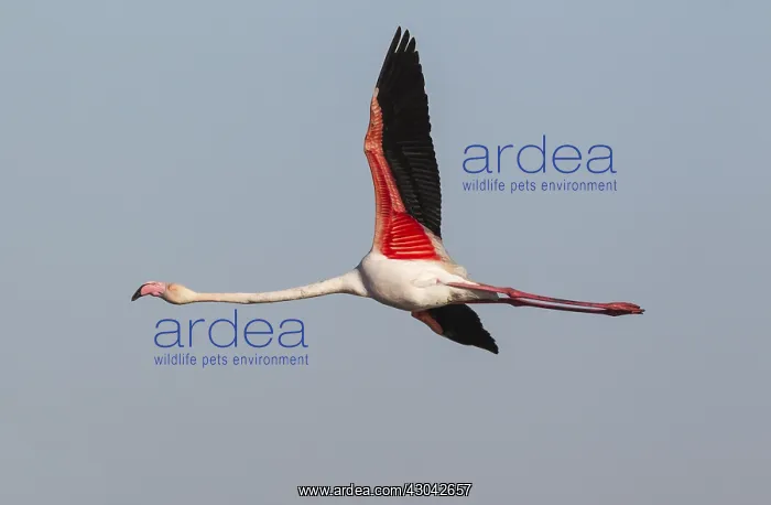 : Greater Flamingo - flying at the Laguna de Fuente : Greater Flamingo - flying at the Laguna de Fuente