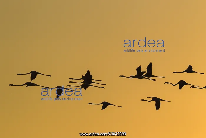 : Greater Flamingo - flying at sunset at the Laguna : Greater Flamingo - flying at sunset at the Laguna