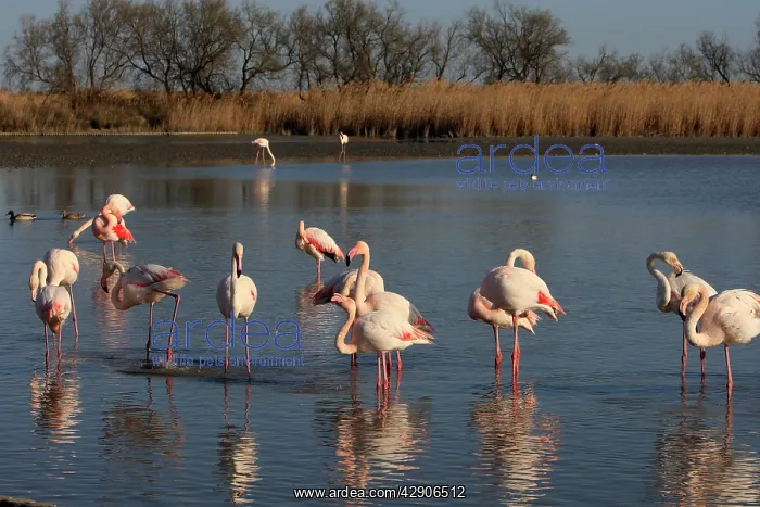 : Greater Flamingo - group : Greater Flamingo - group