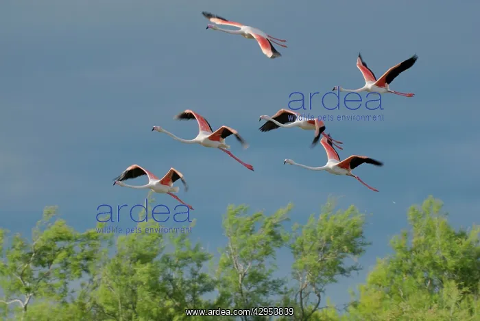 : Greater Flamingo - group in flight : Greater Flamingo - group in flight