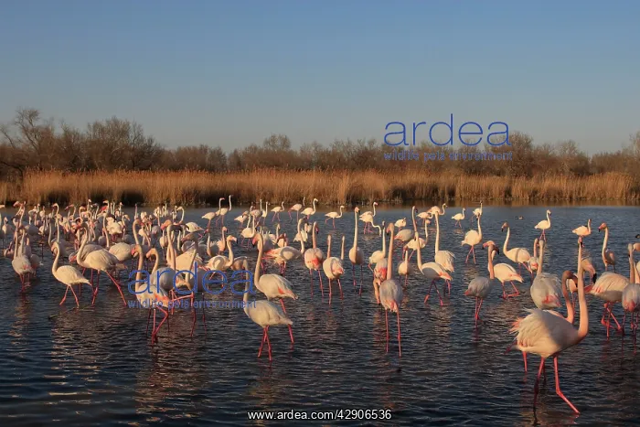 : Greater Flamingo - group / flock in water : Greater Flamingo - group / flock in water