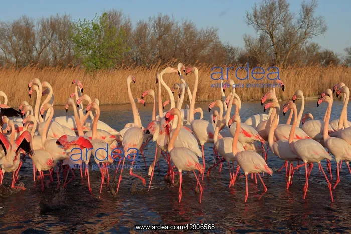  : Greater Flamingo - group  /  flock in water
