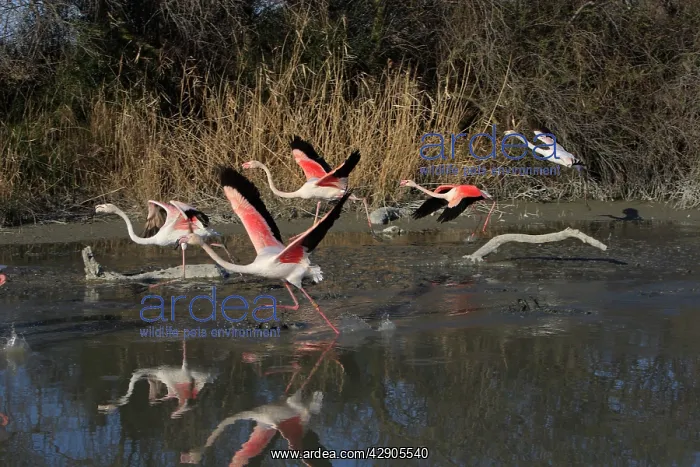  : Greater Flamingo - group taking off