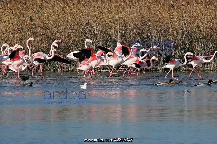 : Greater Flamingo - group in water : Greater Flamingo - group in water