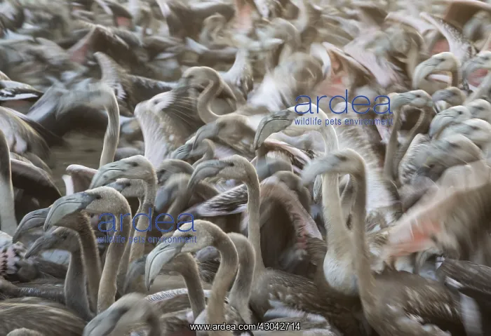 : Greater Flamingo - immatures in an enclosure at : Greater Flamingo - immatures in an enclosure at