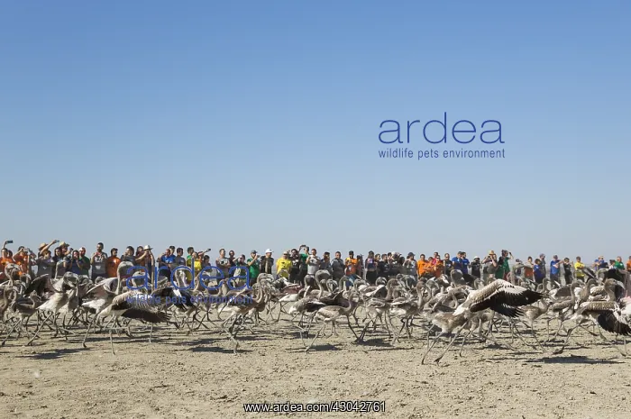 : Greater Flamingo - immatures are released again : Greater Flamingo - immatures are released again