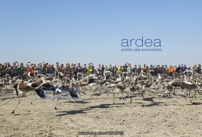 : Greater Flamingo - immatures are released again : Greater Flamingo - immatures are released again