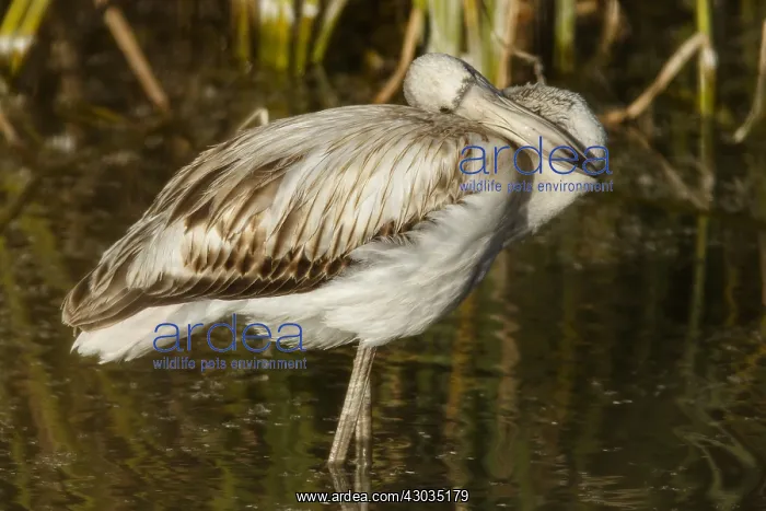 : Greater Flamingo - juvenile resting on marsh : Greater Flamingo - juvenile resting on marsh
