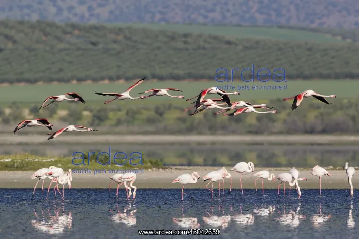 : Greater Flamingo - at the Laguna de Fuente de Piedra : Greater Flamingo - at the Laguna de Fuente de Piedra