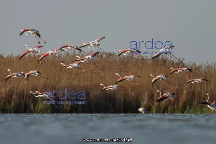 : Greater Flamingo landing on marsh Castile-La : Greater Flamingo landing on marsh Castile-La