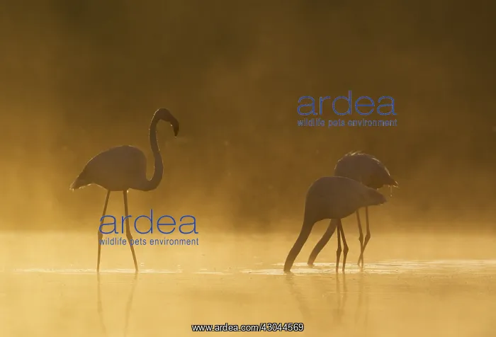 : Greater Flamingo - male approaches a feeding : Greater Flamingo - male approaches a feeding