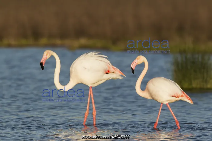 : Greater Flamingo - male on the left and female : Greater Flamingo - male on the left and female