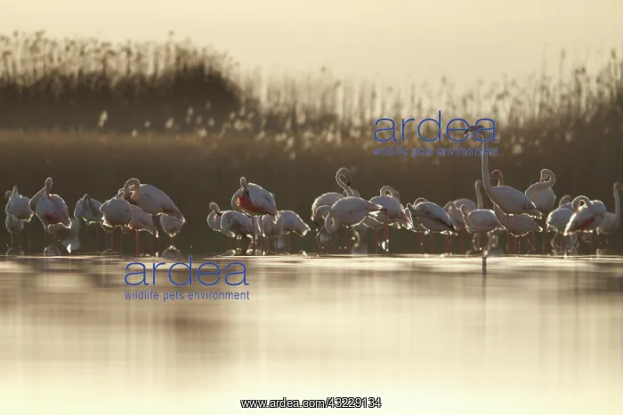 : Greater Flamingo on marsh Castile-La Mancha, Spain : Greater Flamingo on marsh Castile-La Mancha, Spain