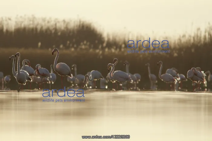 : Greater Flamingo on marsh Castile-La Mancha, Spain : Greater Flamingo on marsh Castile-La Mancha, Spain