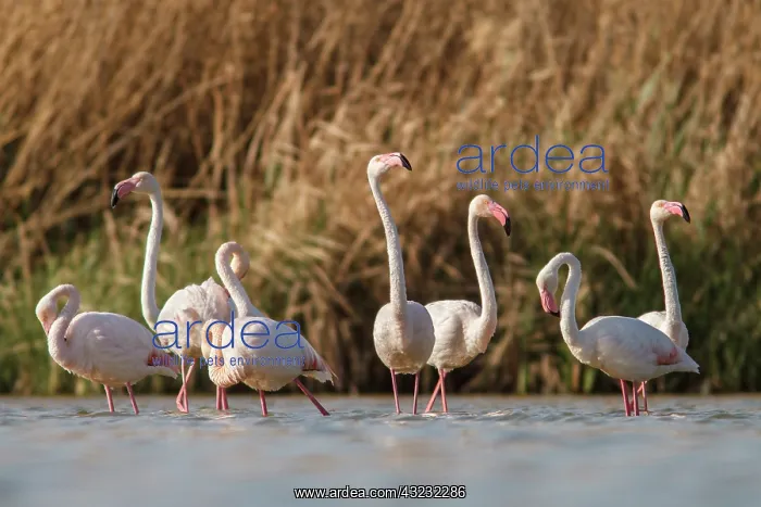 : Greater Flamingo on marsh Castile-La Mancha, Spain : Greater Flamingo on marsh Castile-La Mancha, Spain