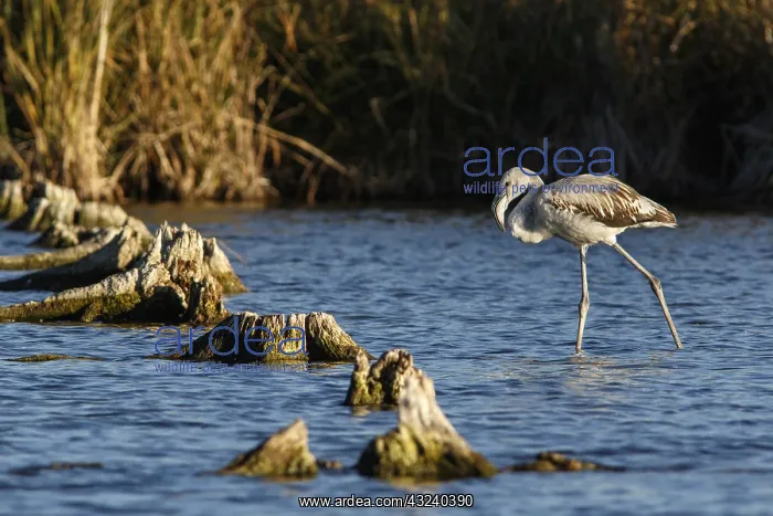 : Greater Flamingo - on marsh - Ciudad Real, Castile : Greater Flamingo - on marsh - Ciudad Real, Castile