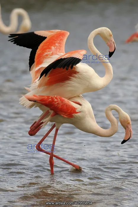 : Greater Flamingo - mating : Greater Flamingo - mating
