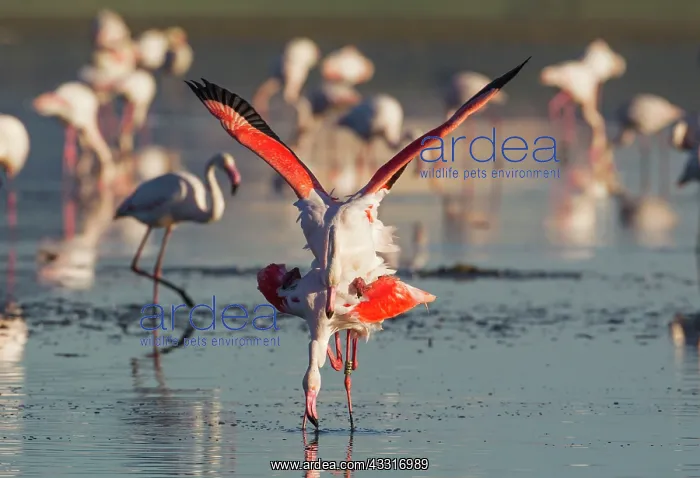 : Greater Flamingo - mating pair : Greater Flamingo - mating pair