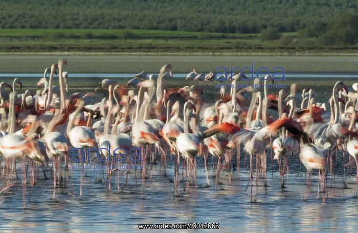 : Greater Flamingo - nervous at the Laguna de Fuente : Greater Flamingo - nervous at the Laguna de Fuente