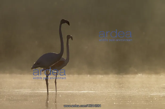 : Greater Flamingo - pair at a cold and misty morning : Greater Flamingo - pair at a cold and misty morning